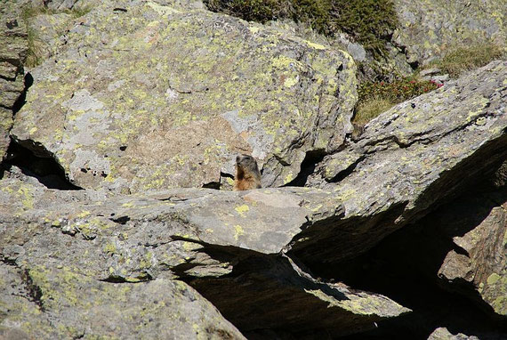 Beim Abstieg warnt ein Murmeltier vor dem Wanderer
