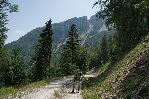 Am Forstweg der Rückanstieg mit dem Kärntner Törl im Hintergrund