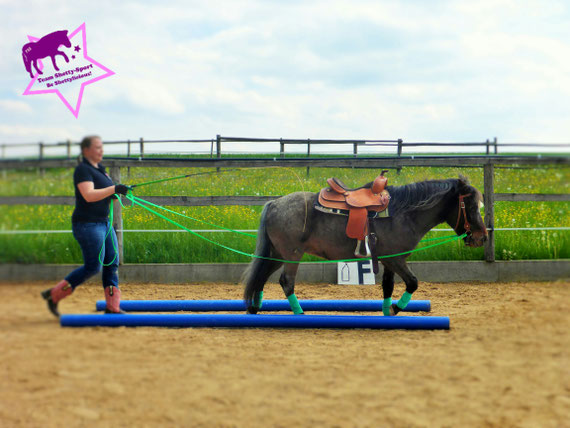 Shetty, Westernsattel, Fahren am Boden