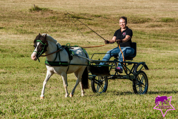 Fahrpony, Fahrhandschuhe, Sieltec, Maier Sulky