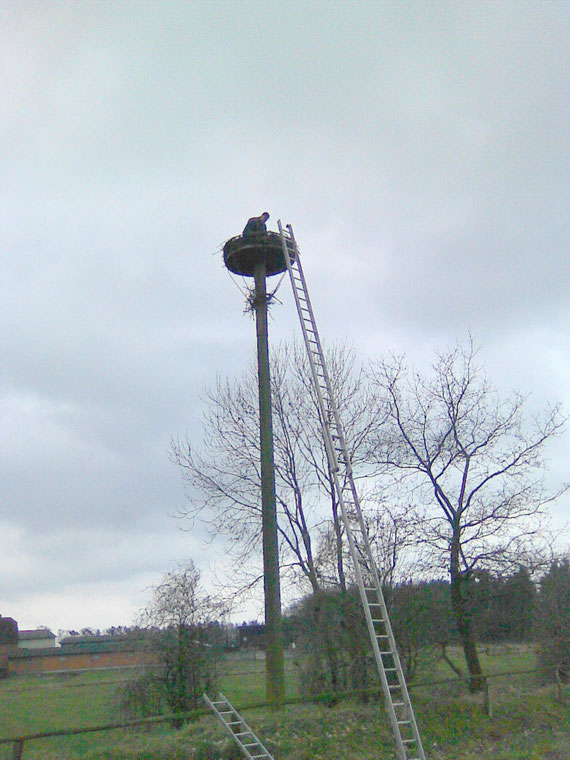 Nest Reinigung 2009