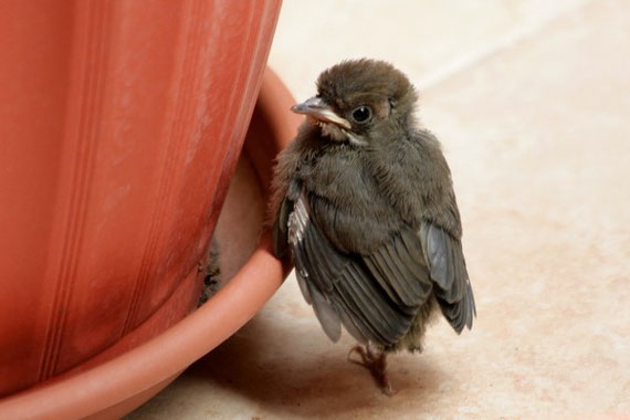 Mönchsgrasmücke Jungtier / Sylvia atricapilla obscura / La Gomera