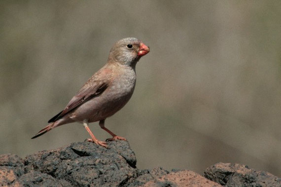 Wüstengimpel Bucanetes githagineus amantum (kanarische Unterart) La Gomera