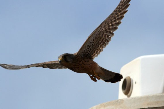 Kanarenturmfalke Falco tinnunculus canariensis  La Gomera