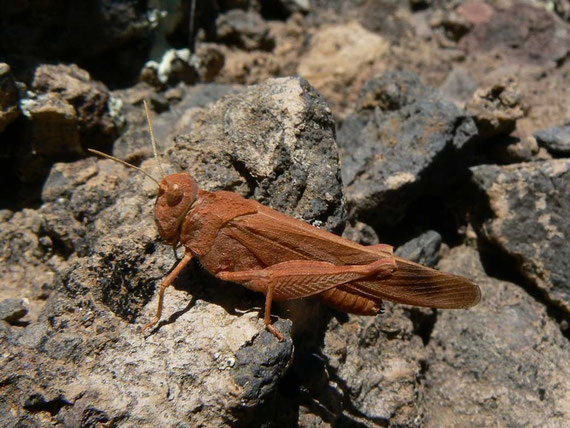 Kanarische Ödlandschrecke / Oedipodia canariensis  / La Gomera
