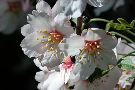 Mandelblüte in Imada La Gomera