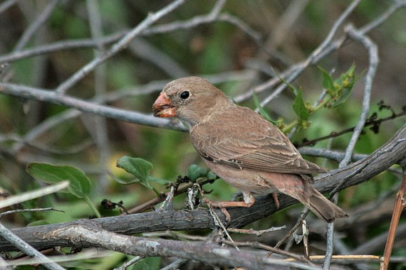 Wüstengimpel Bucanetes githagineus amantum (kanarische Unterart) La Gomera