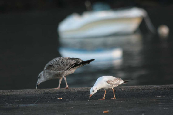 Lachmöve Larus ridibundus La Gomera