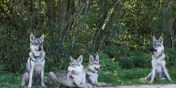 Wölfe, Hunde? Sie sind eine Mischung aus beiden