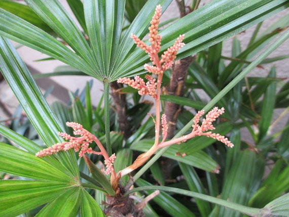 観音竹の花が咲きました 浪江信雄のhpにようこそ 観音竹の花が咲きました 浪江信雄のhpにようこそ