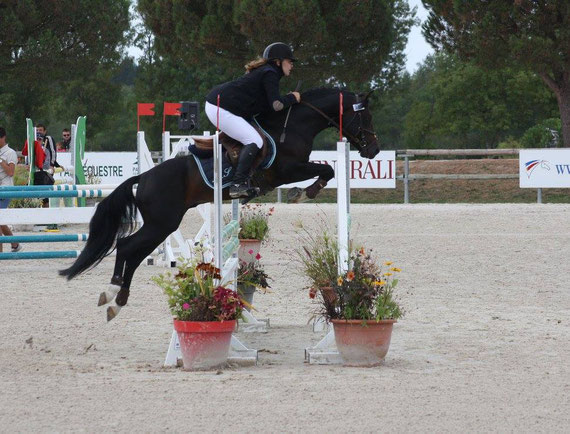 A Flystar des Houx, étalon agrée, fils de Rock Star de la Fosse. Champion des 6 ans C en 2016.