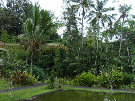 The garden