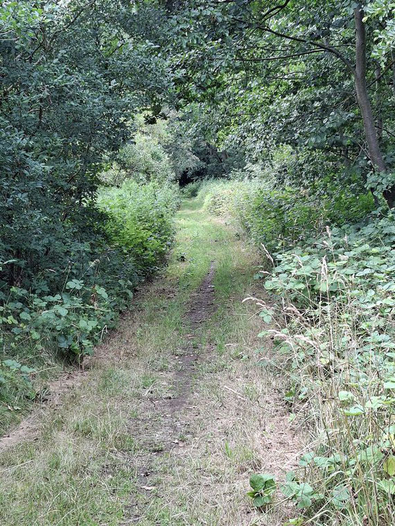 Fahrradweg an der Oder zwischen Wulften und Hattorf