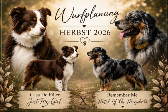 11.07.26 Wurfplanung für Herbst online. Bitte auf das Bild clicken. Außerdem haben wir im Moment einen jungen Rüde zur Abgabe.