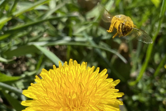 Phytotherapie in Villingen-Schwenningen