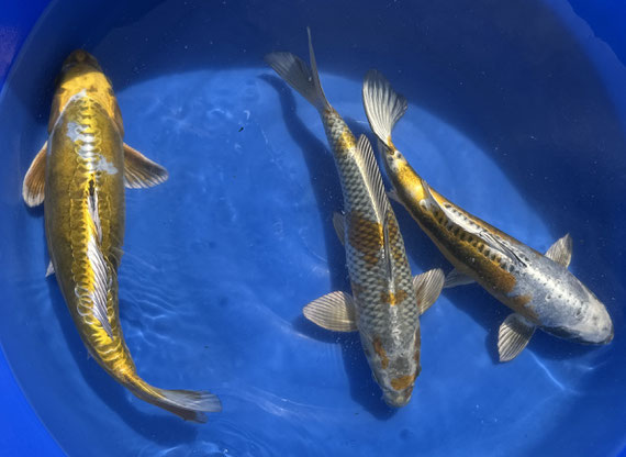 Marusei Sansai Kogane Ochiba Mix, ca. 45cm, links verk., Preis 140 Euro