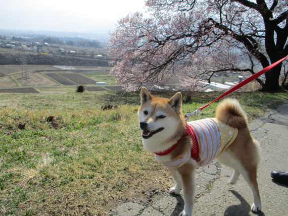 上の平城址を毎日お散歩する、まめちゃんと桜。