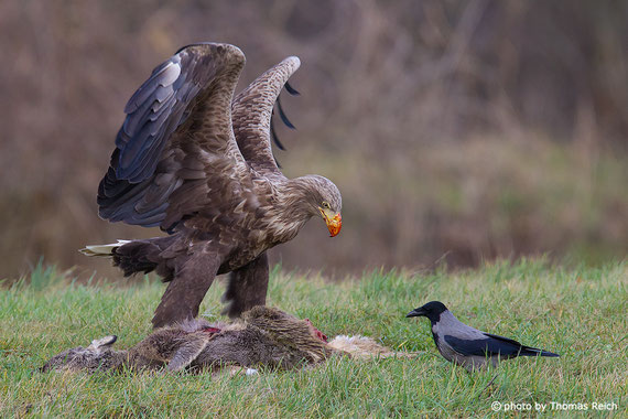 Seeadler und Nebelkrähe am Aas Foto c) Thomas Reich, bilderreich.de