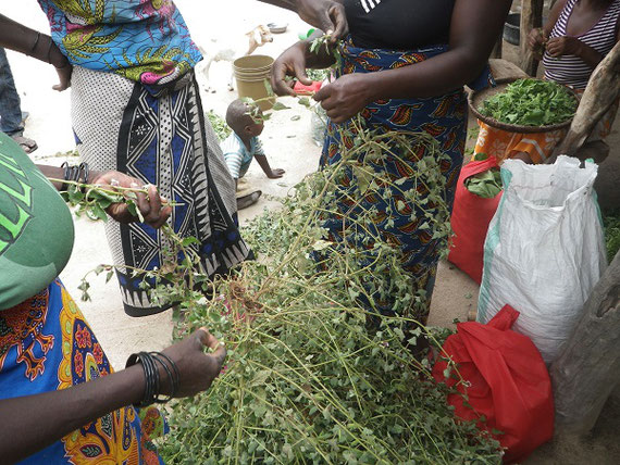 タンザニア半乾燥地ドドマ州Chinangali村にて雨季に食用として重宝される 野草を、栄養分析用に採取し、可食部分のみ選んでいる村の女性たち（2020年3 月、Michael Chimosa撮影）
