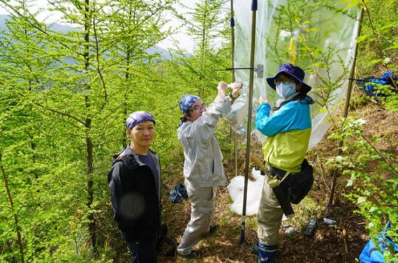 炭素同位体ラベリング実験。樹冠をビニールチャンバーで密封し、炭素の安定同位体で標識した二酸化炭素（13CO2）を注入します。光合成により吸収させ、それが樹体のどこに使われるかを追跡します。 2020.5.信州大学手良沢山演習林