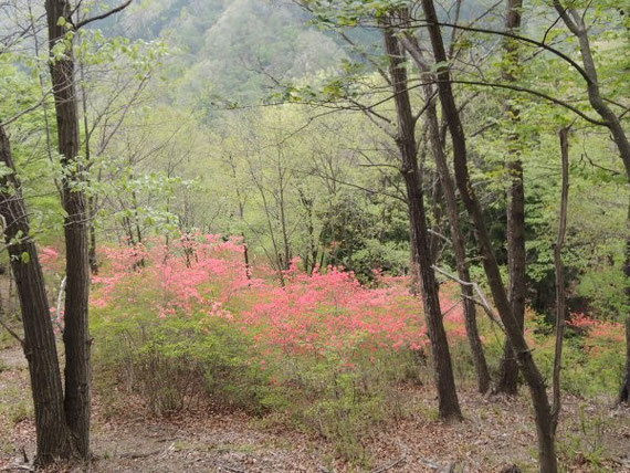 　ヤマツツジはこれからが見頃を迎えます