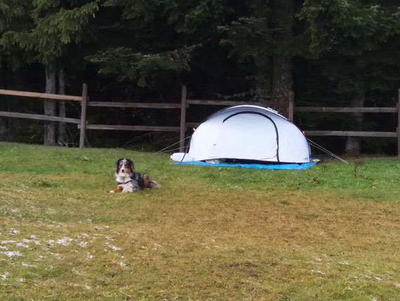 Capone surveille sa tente avec sa balle au col de la loge