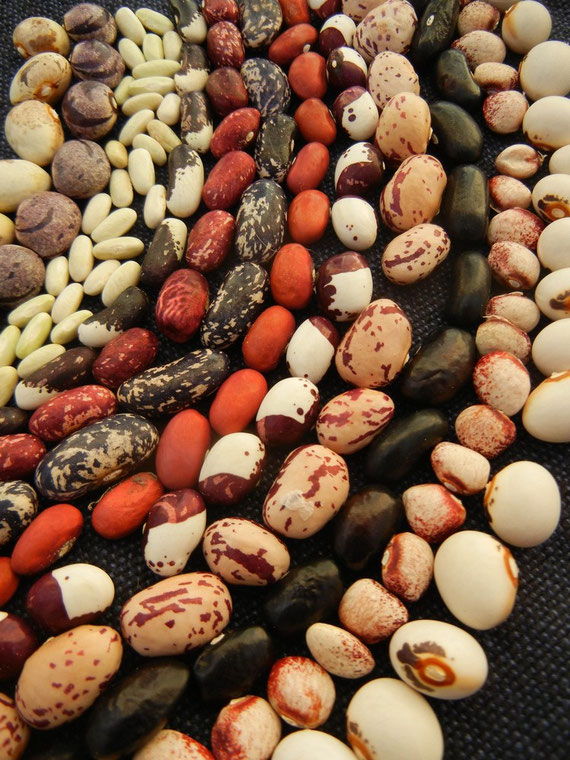 Bohnen - im-gartenreichs Webseite!