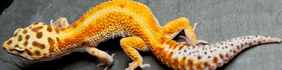 Red Stripe Leopardgecko