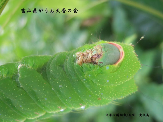 ようこそ♪　富山県がうん天蚕の会のホームページへWhat's New
