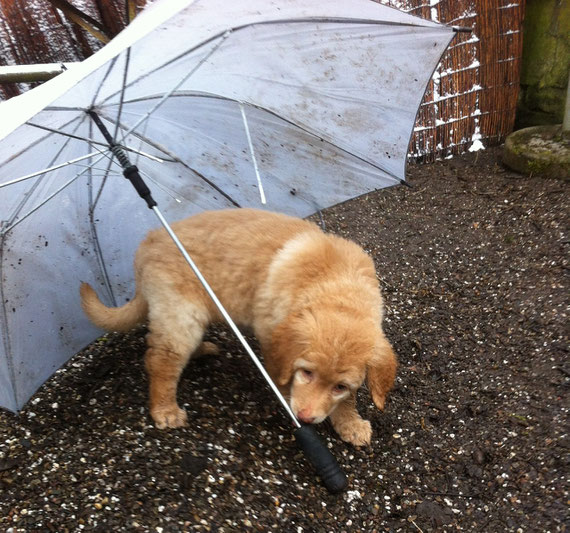 vielleicht hilft der Regenschirmtanz von Booker, um endlich den Frühling herbeizurufen???, 21.03.2013 - keine Sonne in Sicht....