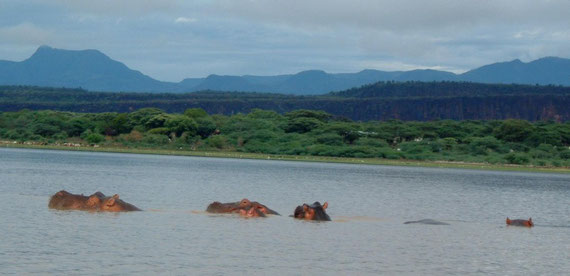 am Baringosee - Nilpferde