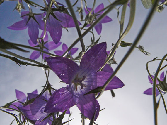 Glockenblume vom Boden aus fotografiert auf Wiese in Sonnenbühl