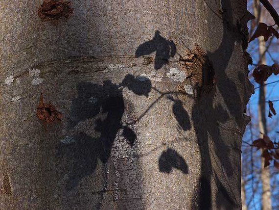 blätterschatten auf einem baumstamm im wald