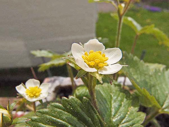 walderdbeerblüten