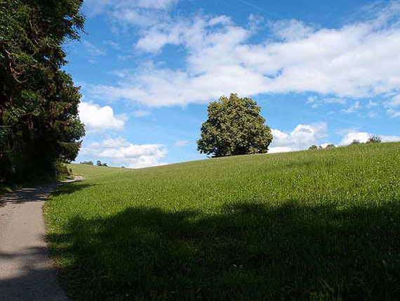 weg durch wiesen mit einzelnen bäumen bei st. johann schwäbische alb