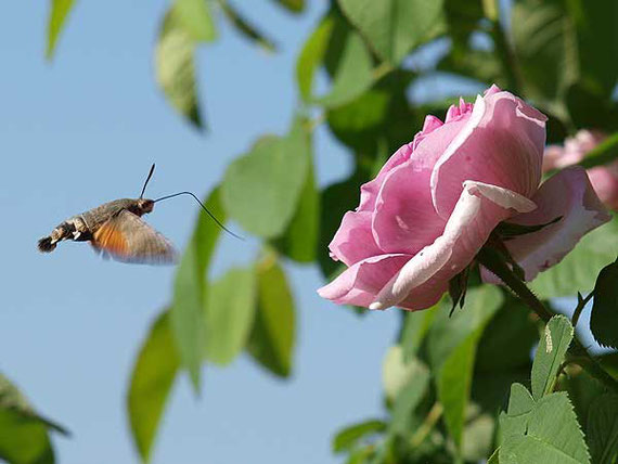 taubenschwänzchen im anflug auf eine rosenblüte