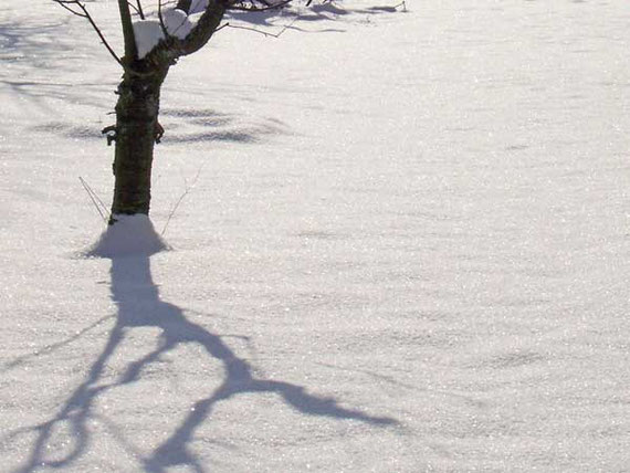 knorriger kahler apfelbaum im schnee