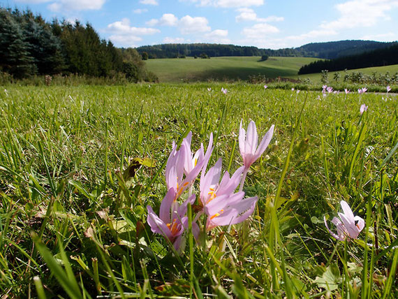 rosaviolette Herbstzeitlosen auf grüner Herbstwiese in Sonnenbühl Schwäbische Alb