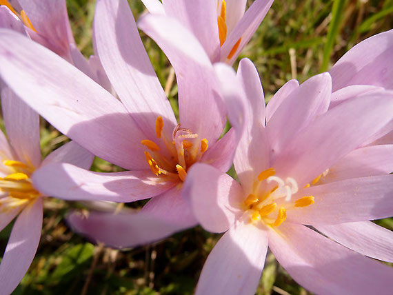 Nahaufnahme der Herbstzeitlosenblüten, die Stempel sind orangefarben, die Blüten zartviolett