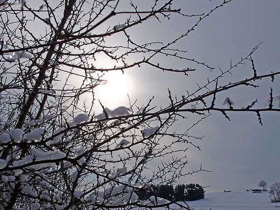 eis-und schneebedeckter schlehdorn in sonnenbühl im gegenlicht