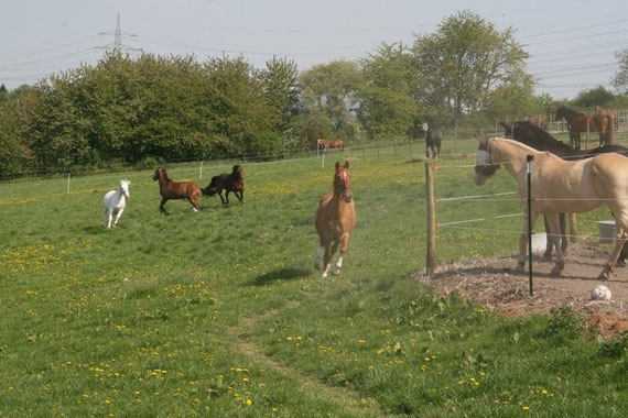 Die Stuten bei der Weideeröffnung - der Rest schaut von den Paddocks aus zu