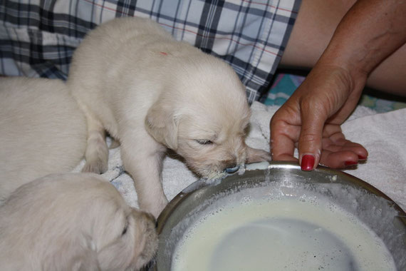 Milch aus der Schüssel und nicht von Mami?