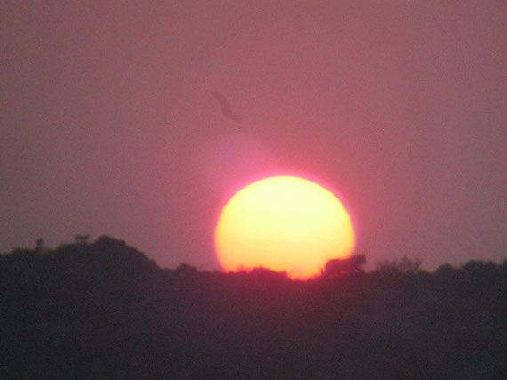 Leopardo al tramonto a Ingwe