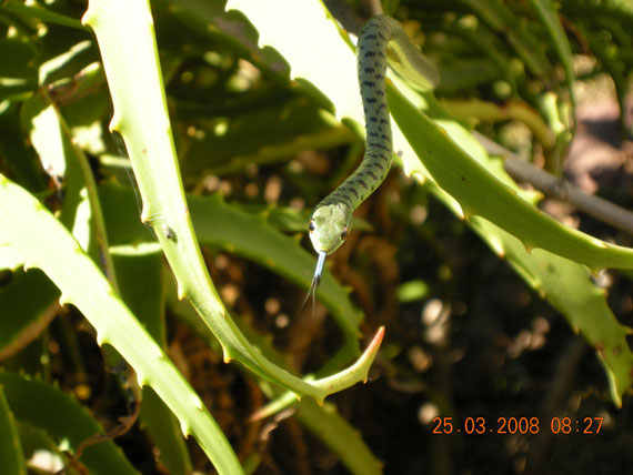 Spotted bush snake (Philothamnus semivariegatus)