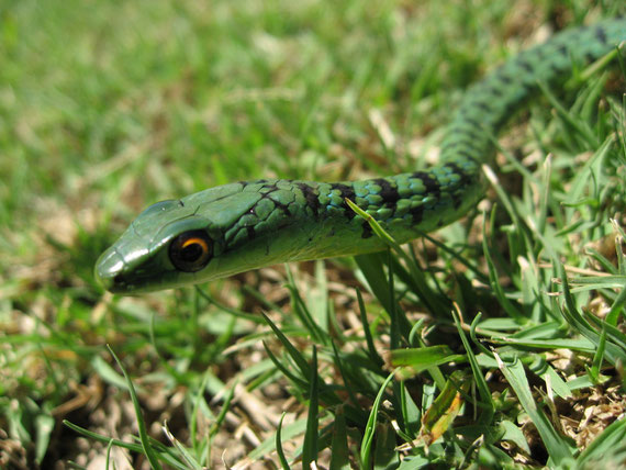 Bush snake