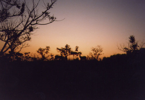 Cobi di Buffon al tramonto. Inizia un'altra notte di cautela e di fughe. Questa foto non ha a che vedere con Ingwe e la scattai in Africa centrale, ma ci sono affezionato perché mi riporta ad un'avventura notturna che ricorderò sempre.