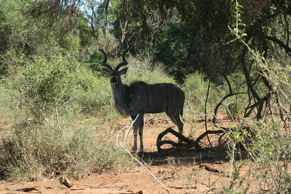 kudu maschio (un giro e mezzo di corna)