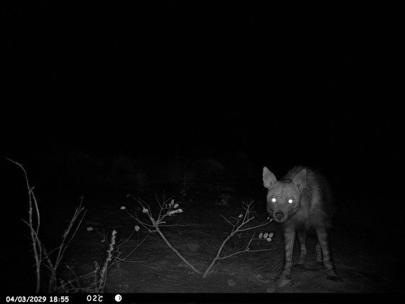 Brown hyaena su una pista di Ingwe