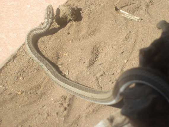 Psammophis crucifer.