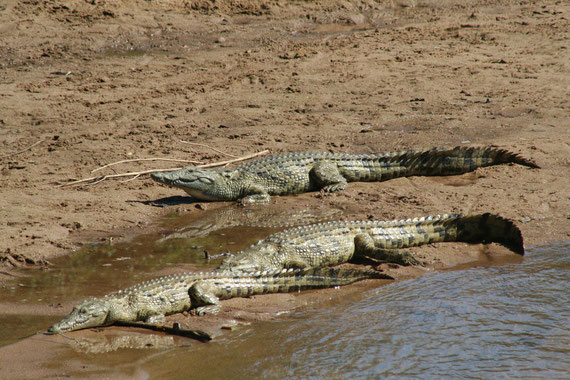 Ingwenya, il coccodrillo del Nilo